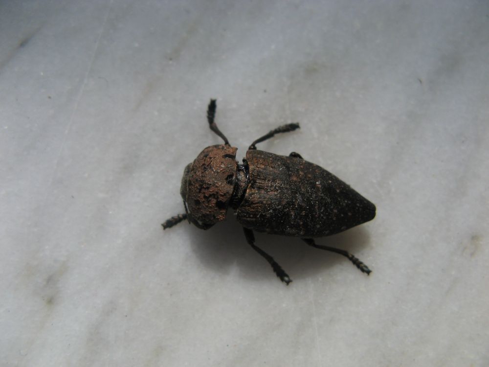 aiuto identificazione